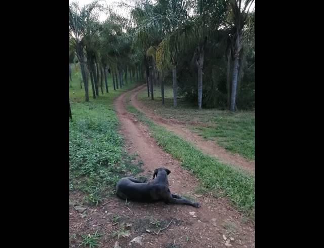 123HA FARM FOR SALE IN LEVUBU